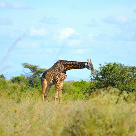 Travel Advisors Kenya Fam Tour Itinerary Nairobi/Lake Naivasha/Maasai Mara November 9 – 16, 2024